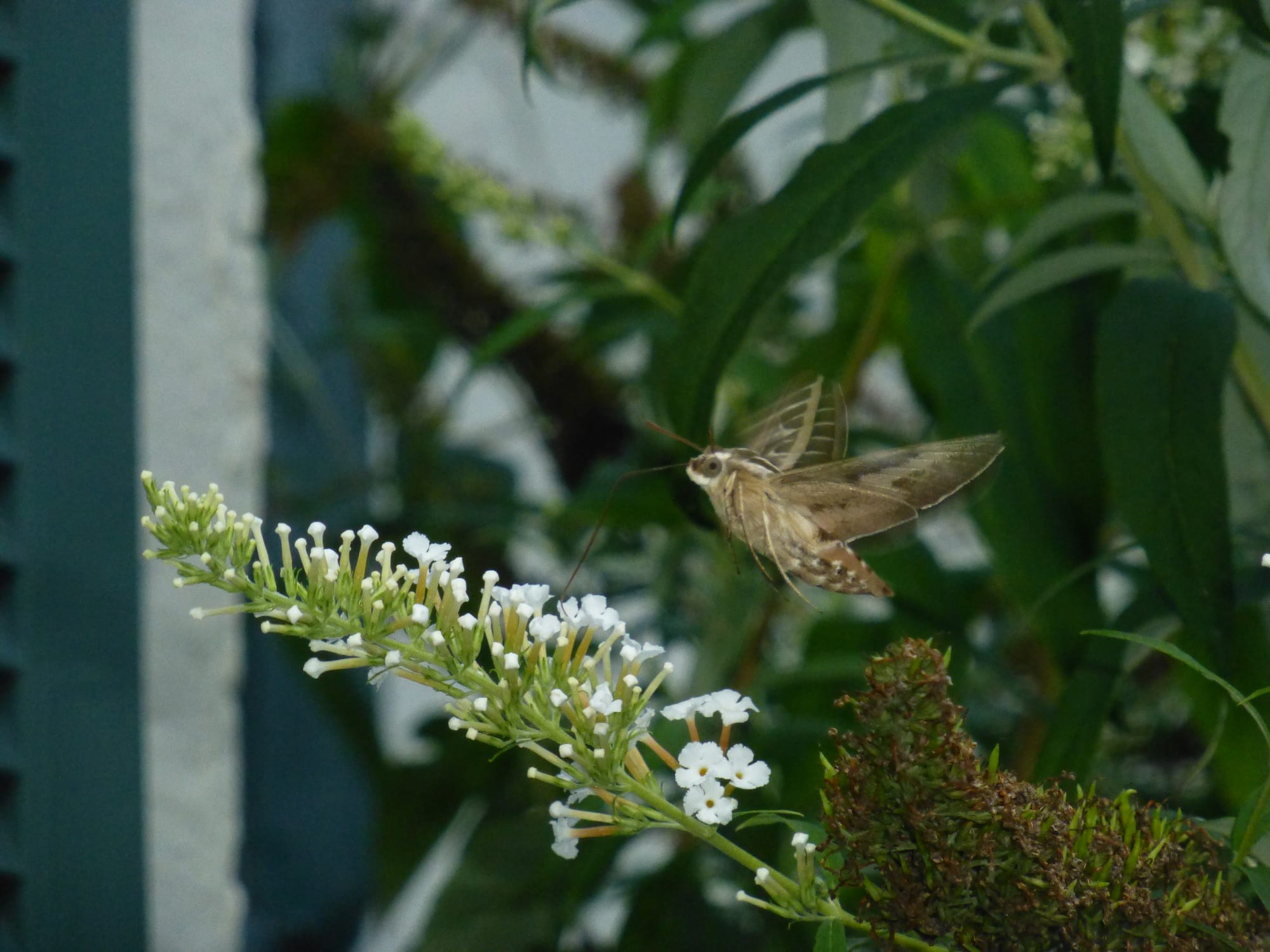 A hawk moth extends its long thin probiscus to a white flower in a garden with greenery in the background.